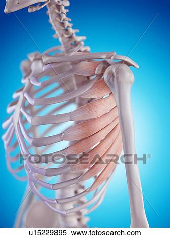Stock Photography - Human chest muscles. Fotosearch