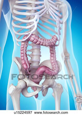 Human colon View Large Photo Image Stock Photo - Human colon. Fotosearch