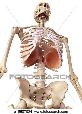 Picture - Human diaphragm. Fotosearch