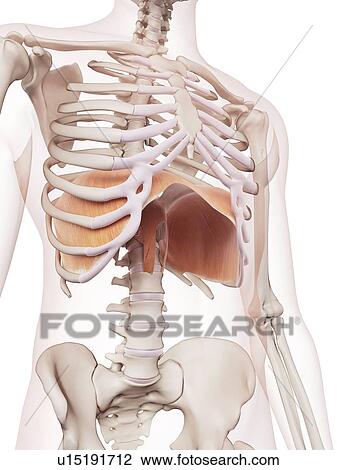 Stock Image - Human diaphragm. Fotosearch
