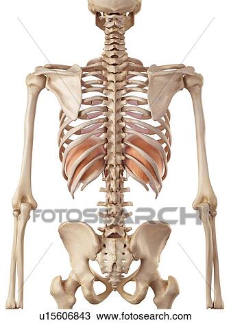 Stock Image - Human diaphragm. Fotosearch