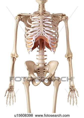 Stock Photo - Human diaphragm. Fotosearch
