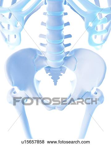 Stock Photo - Human diaphragm. Fotosearch