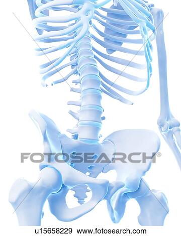 Stock Photo - Human diaphragm. Fotosearch