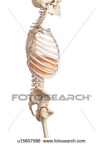 Stock Photograph - Human diaphragm. Fotosearch