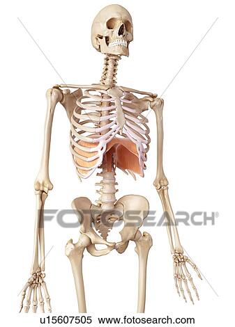 Stock Photography - Human diaphragm. Fotosearch