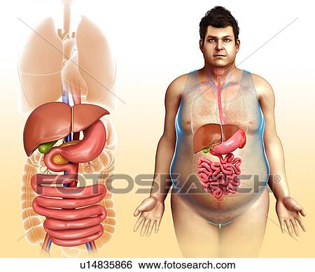 Stock Photograph - Human digestive system, illustration. Fotosearch