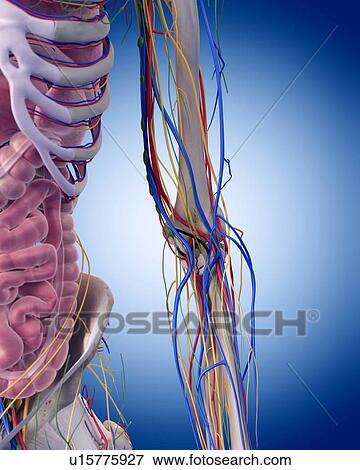 Human elbow anatomy View Large Photo Image Stock Photo - Human elbow anatomy. Fotosearch