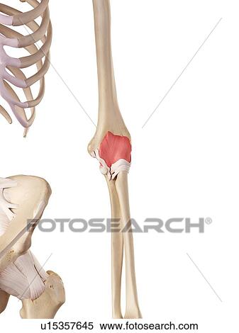Human elbow anatomy View Large Photo Image Stock Photography - Human elbow anatomy. Fotosearch