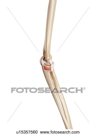 Stock Image - Human elbow ligament. Fotosearch