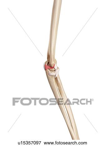 Human elbow ligament View Large Photo Image Stock Photo - Human elbow ligament. Fotosearch