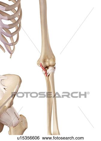 Human elbow ligament View Large Photo Image Stock Photograph - Human elbow ligament. Fotosearch