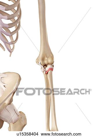 Human elbow ligaments View Large Photo Image Picture - Human elbow ligaments. Fotosearch