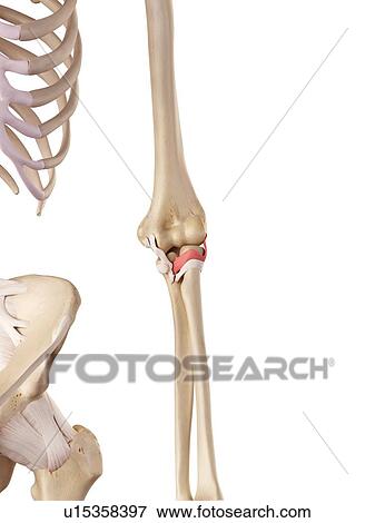 Human elbow ligaments View Large Photo Image Stock Photo - Human elbow ligaments. Fotosearch