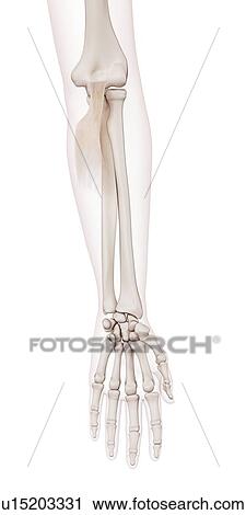 Human elbow muscle View Large Photo Image Stock Image - Human elbow muscle. Fotosearch