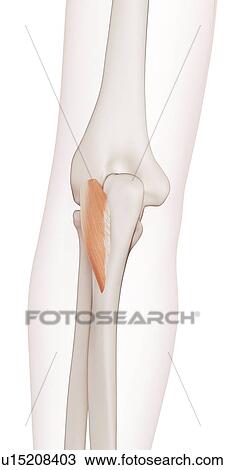 Human elbow muscle View Large Photo Image Stock Image - Human elbow muscle. Fotosearch