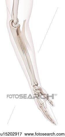 Human elbow muscle View Large Photo Image Stock Photo - Human elbow muscle. Fotosearch