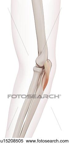 Human elbow muscle View Large Photo Image Stock Photography - Human elbow muscle. Fotosearch