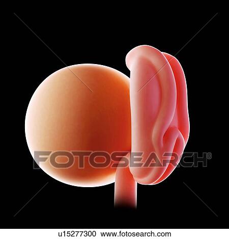 Stock Image - Human embryo age 4 weeks. Fotosearch