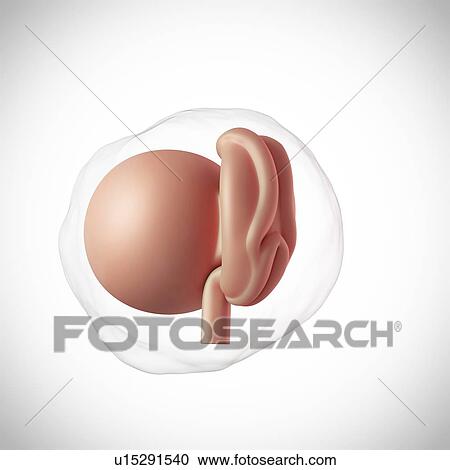 Stock Image - Human embryo age 4 weeks. Fotosearch