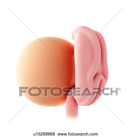 Stock Photo - Human embryo age 4 weeks. Fotosearch