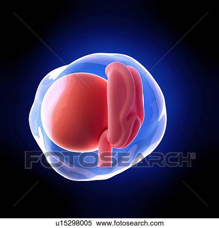 Stock Photography - Human embryo age 4 weeks. Fotosearch