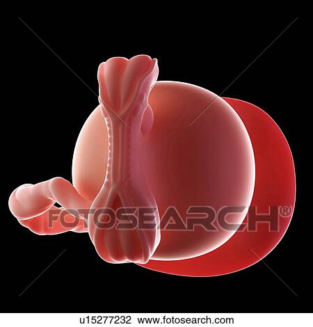 Human embryo age 5 weeks View Large Photo Image Stock Image - Human embryo age 5 weeks. Fotosearch
