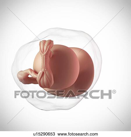 Stock Image - Human embryo age 5 weeks. Fotosearch