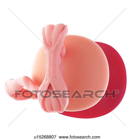 Stock Photo - Human embryo age 5 weeks. Fotosearch