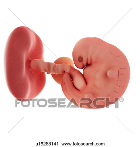 Stock Image - Human embryo age 6 weeks. Fotosearch