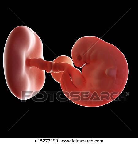 Stock Image - Human embryo age 6 weeks. Fotosearch