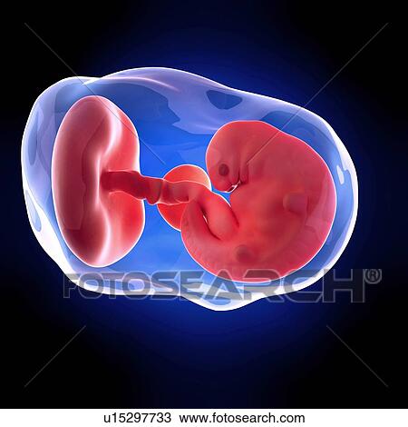 Stock Image - Human embryo age 6 weeks. Fotosearch