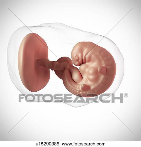 Stock Photograph - Human embryo age 6 weeks. Fotosearch