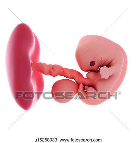 Human embryo age 7 weeks View Large Photo Image Stock Image - Human embryo age 7 weeks. Fotosearch