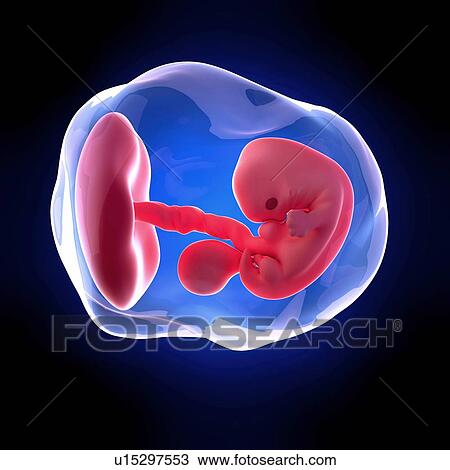 Stock Image - Human embryo age 7 weeks. Fotosearch