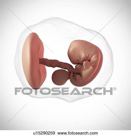 Human embryo age 7 weeks View Large Photo Image Stock Photo - Human embryo age 7 weeks. Fotosearch
