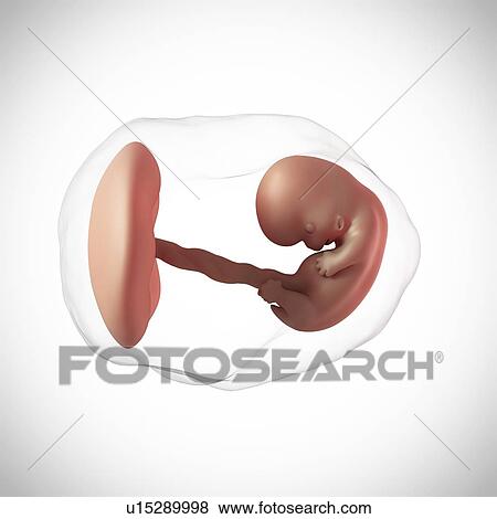 Stock Photo - Human embryo age 8 weeks. Fotosearch