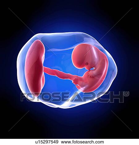 Stock Photo - Human embryo age 8 weeks. Fotosearch