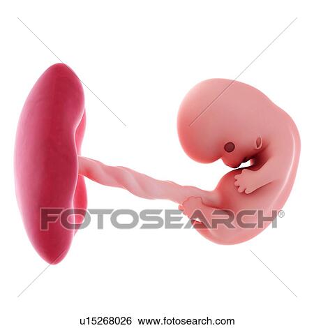 Stock Photograph - Human embryo age 8 weeks. Fotosearch