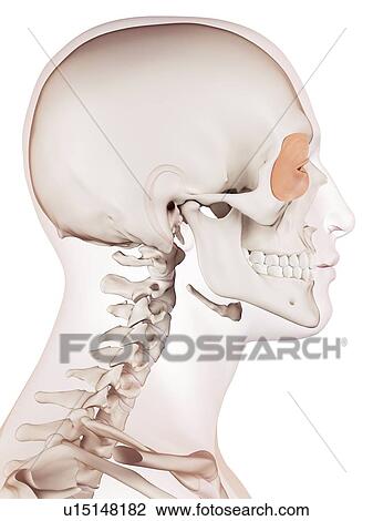 Stock Image - Human eye muscles. Fotosearch