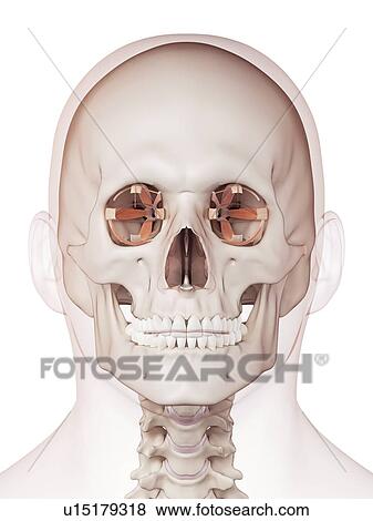 Human eye muscles View Large Photo Image Stock Photo - Human eye muscles. Fotosearch