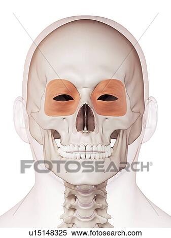 Stock Photography - Human eye muscles. Fotosearch