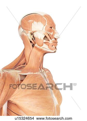 Picture - Human facial and neck muscles. Fotosearch