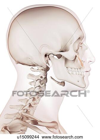 Picture - Human facial muscles. Fotosearch