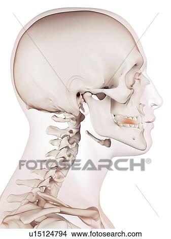 Picture - Human facial muscles. Fotosearch