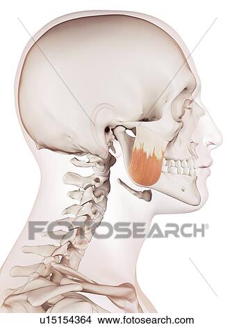 Picture - Human facial muscles. Fotosearch
