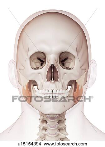 Picture - Human facial muscles. Fotosearch