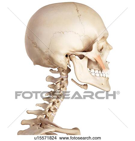 Picture - Human facial muscles. Fotosearch