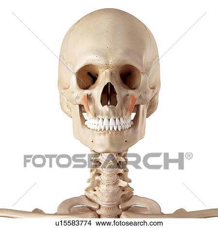 Picture - Human facial muscles. Fotosearch