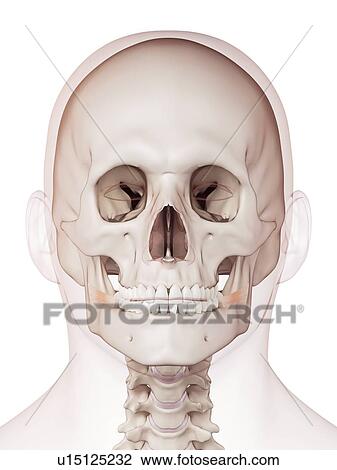 Stock Image - Human facial muscles. Fotosearch